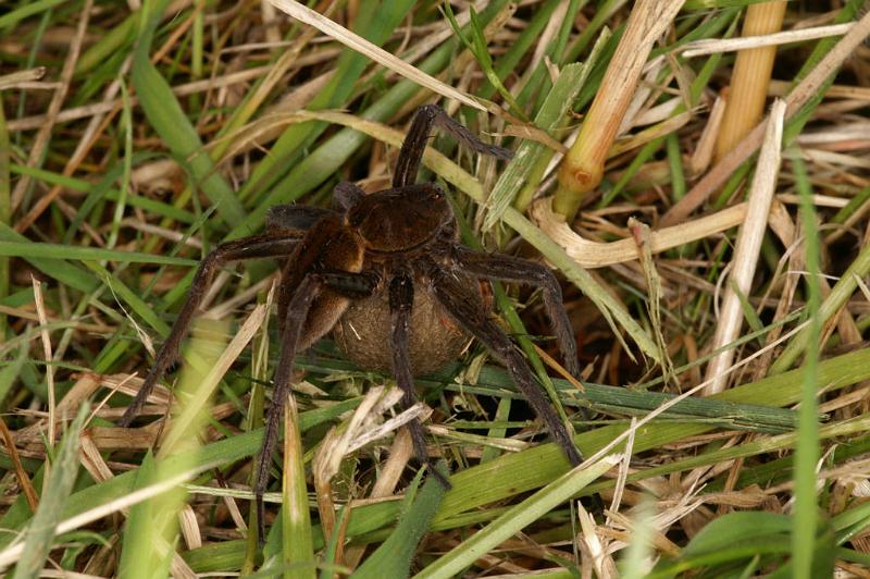 Dolomedes_plantarius_D5136_Z_89_Canal du Nivernais_Frankrijk.jpg